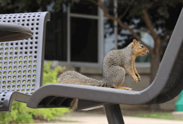Squirrels at IU