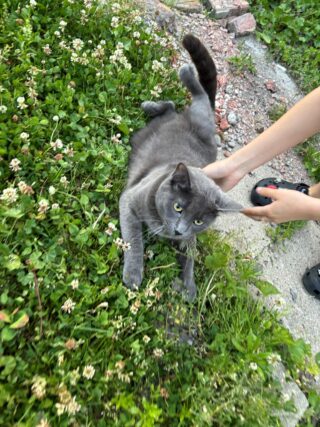 A gray cat lays in grass while being pet.