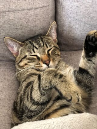 A striped cat sleeps under a blanket.