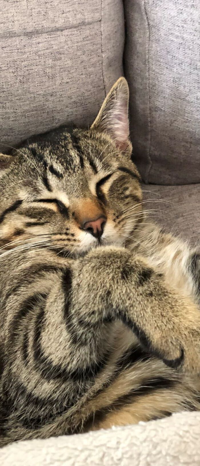 Unleash your inner cat whisperer: The purr-fectly strange secrets to attracting feline friends