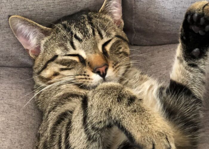 Unleash your inner cat whisperer: The purr-fectly strange secrets to attracting feline friends