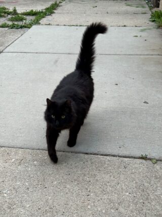 A black cat walks on a sidewalk.