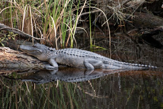 An alligator in a marsh