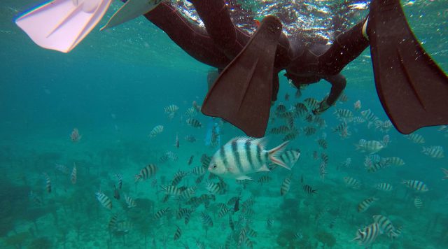 A snorkeler underwater among fish