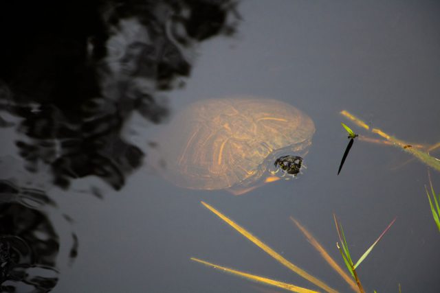 A turtle in the water